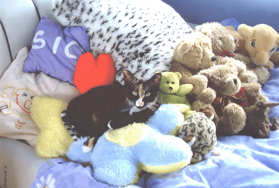 cookie on my bed