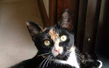 my cat cookie