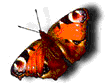 flutterby