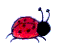 a lady bug running