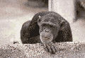 monkey shaking his head